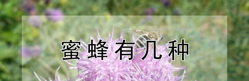蜜蜂有几种