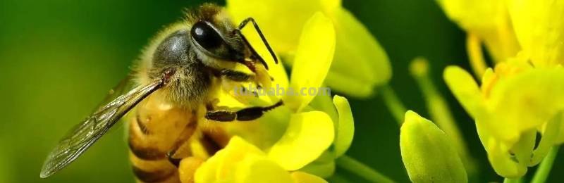蜜蜂的介绍以及特点