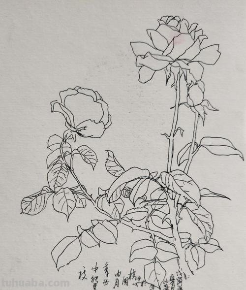 小花丛速写 花鸟速写教程？