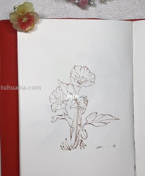 小花丛速写 花鸟速写教程？