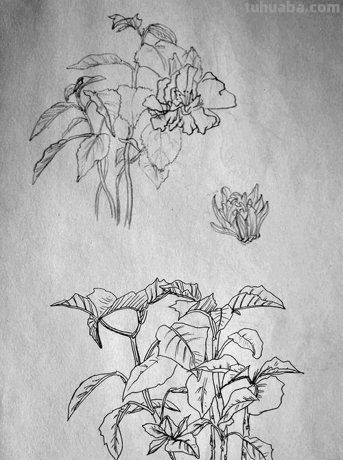 小花丛速写 花鸟速写教程？