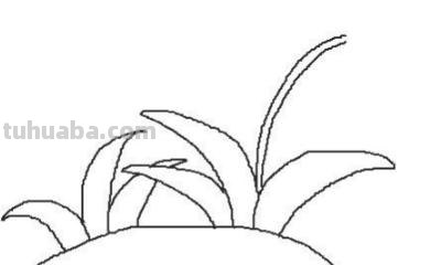 小花丛速写 花鸟速写教程？