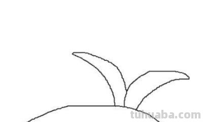 小花丛速写 花鸟速写教程？