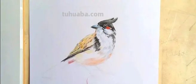 怎么画鸟彩铅画又漂亮 怎么样画鸟好看？