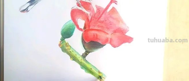 怎么画鸟彩铅画又漂亮 怎么样画鸟好看？