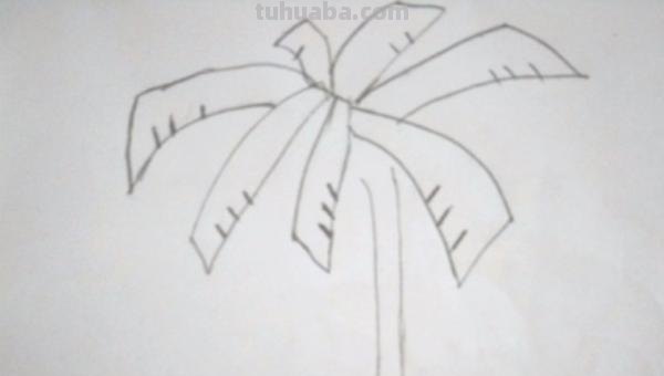 简笔画的椰子怎么画 画椰子树的简笔画？