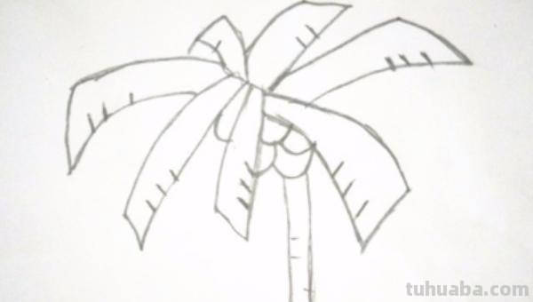 简笔画的椰子怎么画 画椰子树的简笔画？