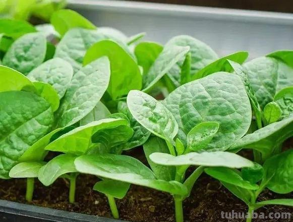 “5种”适合盆栽的蔬菜，在家种上几棵，够全家吃一冬天了
