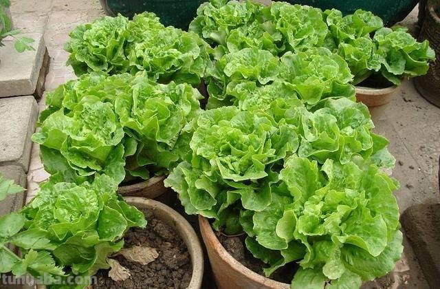 “5种”适合盆栽的蔬菜，在家种上几棵，够全家吃一冬天了