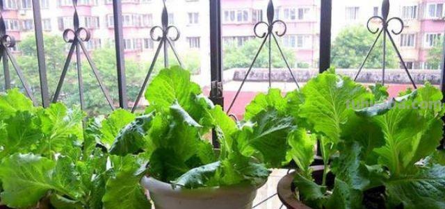 “5种”适合盆栽的蔬菜，在家种上几棵，够全家吃一冬天了