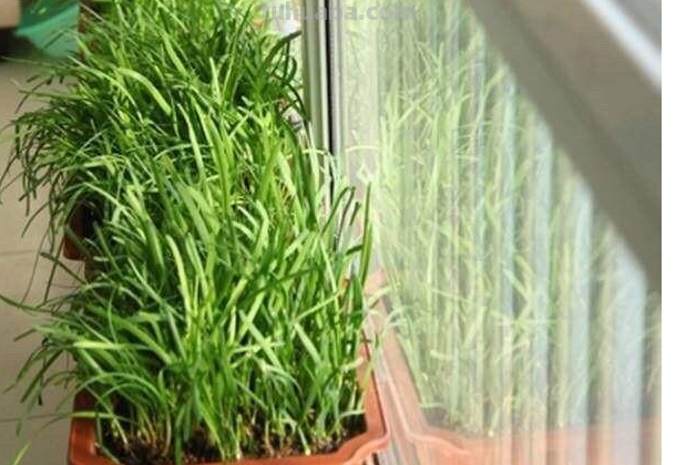 “5种”适合盆栽的蔬菜，在家种上几棵，够全家吃一冬天了