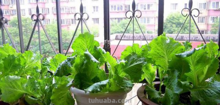 “5种”适合盆栽的蔬菜，在家种上几棵，够全家吃一冬天了