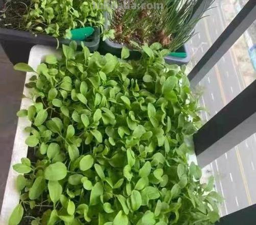 阳台不想养花,可以种8种漂亮的蔬菜,封闭在家也能吃新鲜蔬菜