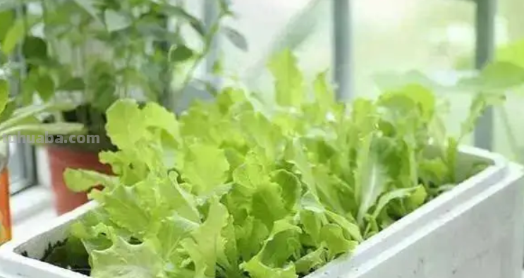 阳台不想养花，可以种8种漂亮的蔬菜，封闭在家也能吃新鲜蔬菜