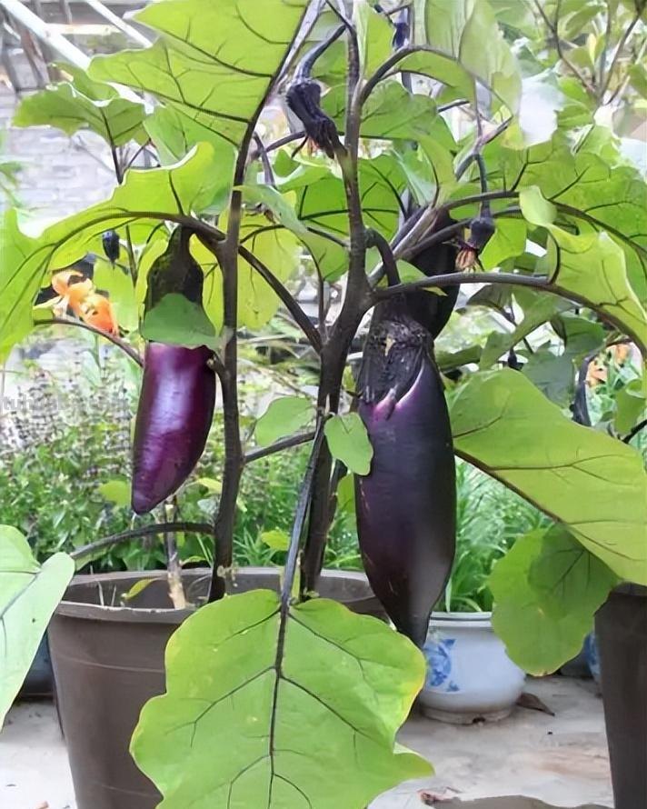 阳台不想养花，可以种8种漂亮的蔬菜，封闭在家也能吃新鲜蔬菜