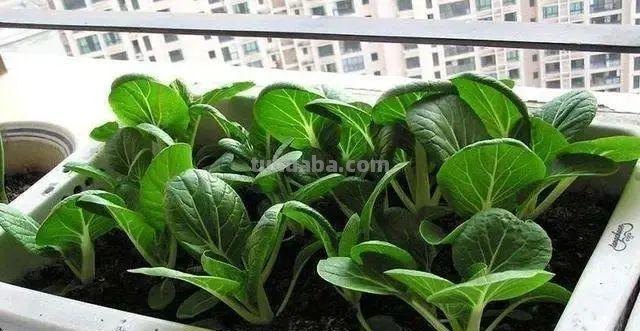一种新的方法，适合阳台种植，掌握4点，蔬菜长势好