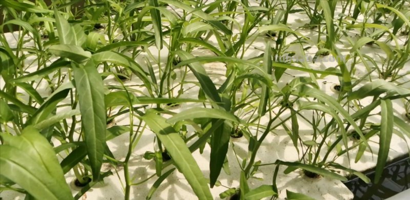 一种新的方法，适合阳台种植，掌握4点，蔬菜长势好