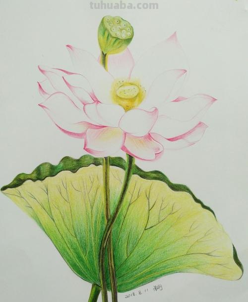 荷叶怎么画简单好看彩铅画 彩铅荷叶怎么上色？