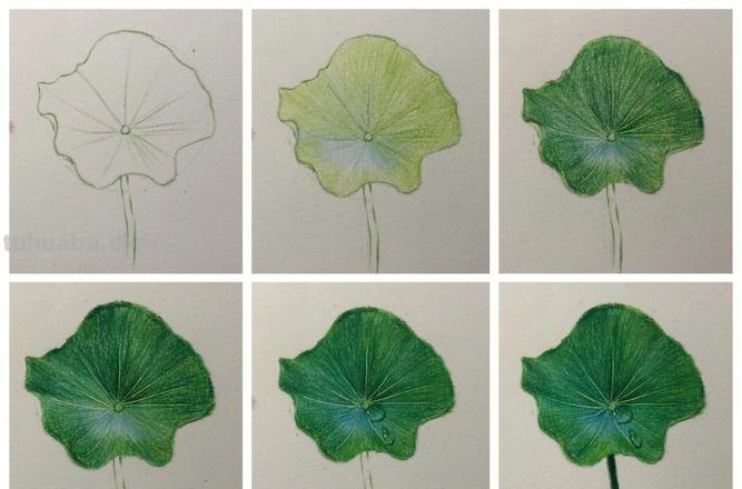 荷叶怎么画简单好看彩铅画 彩铅荷叶怎么上色？