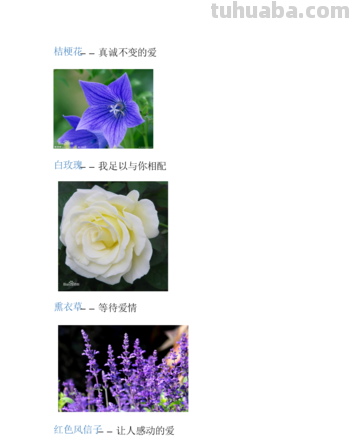 10种不同花朵的常见花语