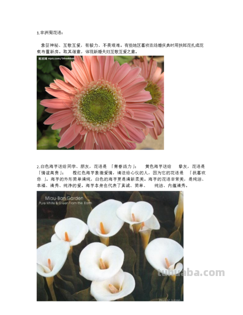 10种不同花朵的常见花语