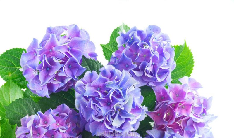 10种不同花朵的常见花语
