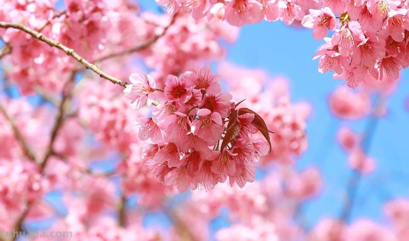 10种不同花朵的常见花语