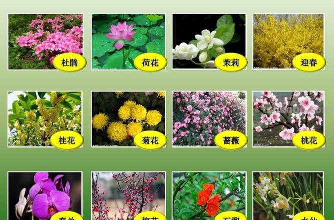 十种不同花的花语：桃花、菊花、梅花、荷花、牡丹、蔷薇……