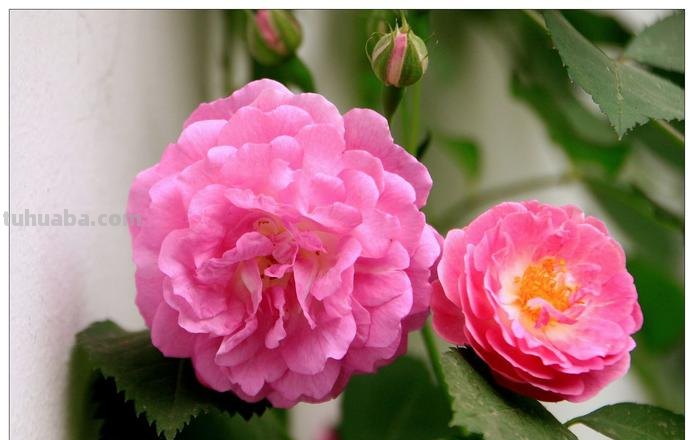 十种不同花的花语：桃花、菊花、梅花、荷花、牡丹、蔷薇……