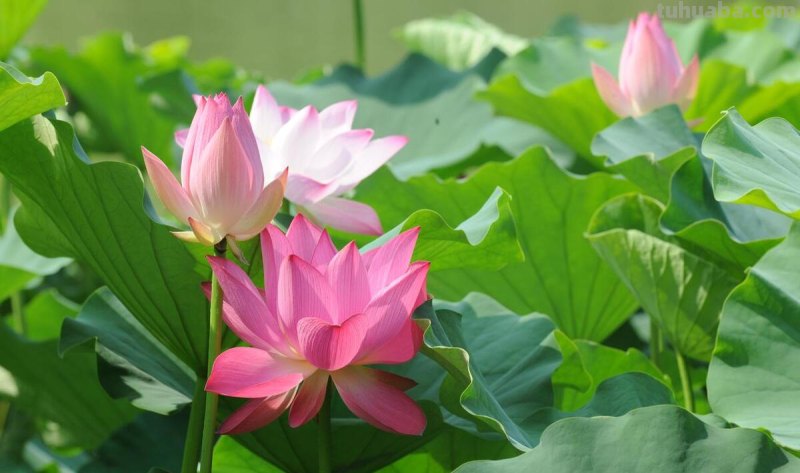 十种不同花的花语：桃花、菊花、梅花、荷花、牡丹、蔷薇……