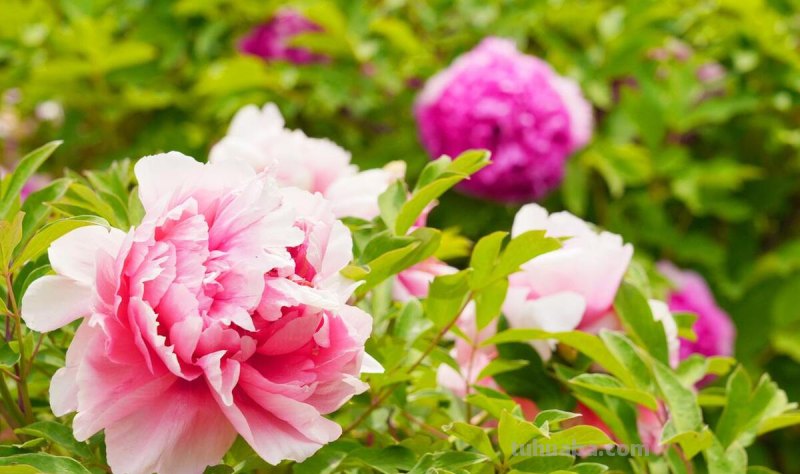 十种不同花的花语：桃花、菊花、梅花、荷花、牡丹、蔷薇……