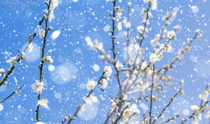 十种不同花的花语：桃花、菊花、梅花、荷花、牡丹、蔷薇……