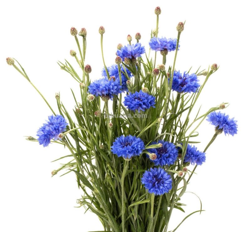 十种不同花的花语：桃花、菊花、梅花、荷花、牡丹、蔷薇……