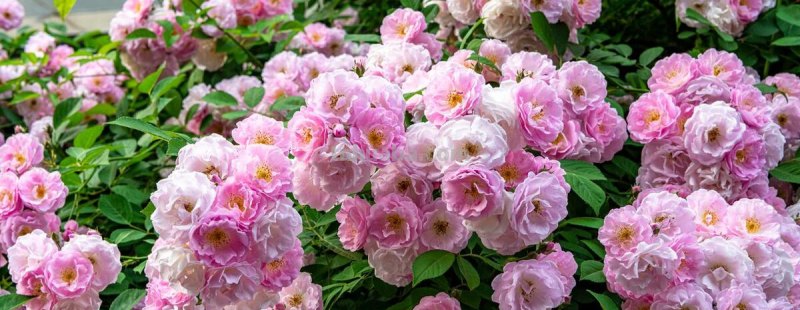 十种不同花的花语：桃花、菊花、梅花、荷花、牡丹、蔷薇……