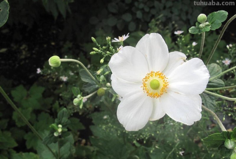 十种不同花的花语：桃花、菊花、梅花、荷花、牡丹、蔷薇……