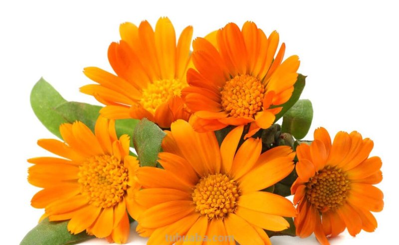 十种不同花的花语：桃花、菊花、梅花、荷花、牡丹、蔷薇……