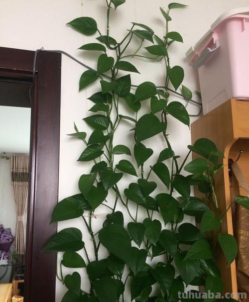 冬天绿萝怎么养