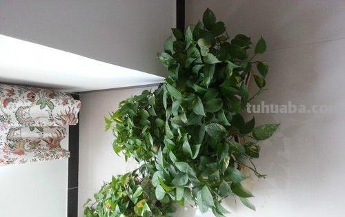室内养绿萝,有4个“小诀窍”,做好叶片绿的滴油,轻松爬满墙