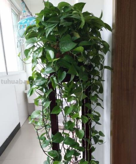 室内养绿萝，有4个“小诀窍”，做好叶片绿的滴油，轻松爬满墙
