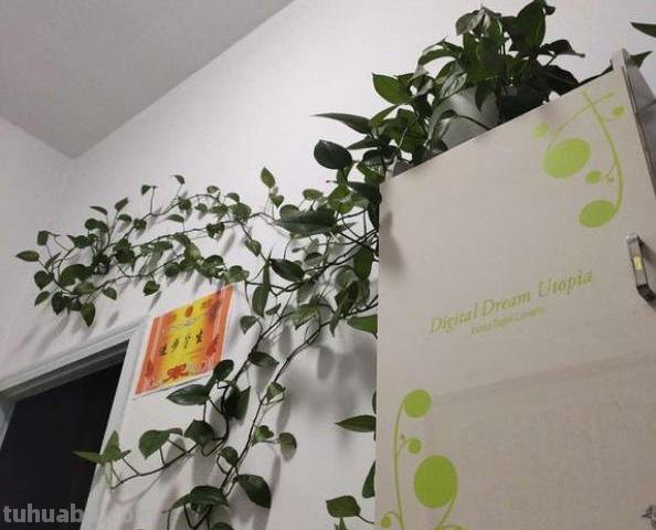 室内养绿萝，有4个“小诀窍”，做好叶片绿的滴油，轻松爬满墙