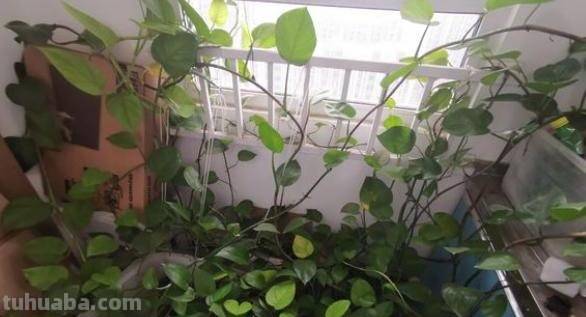 室内养绿萝，有4个“小诀窍”，做好叶片绿的滴油，轻松爬满墙