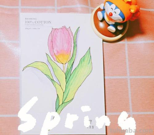 郁金香色彩及郁金香色彩画：探寻这种神秘的颜色 