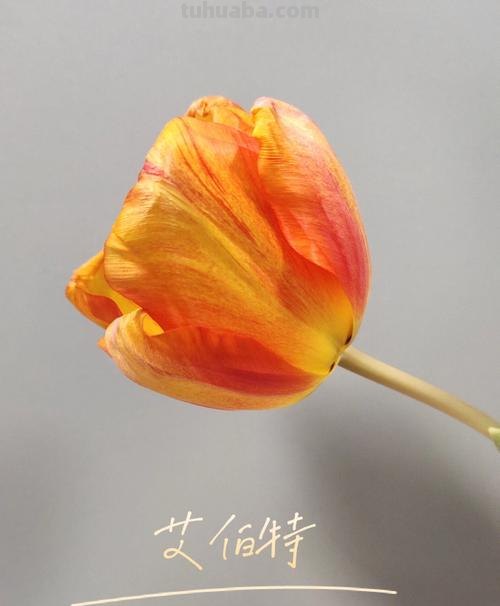 郁金香色彩及郁金香色彩画：探寻这种神秘的颜色 