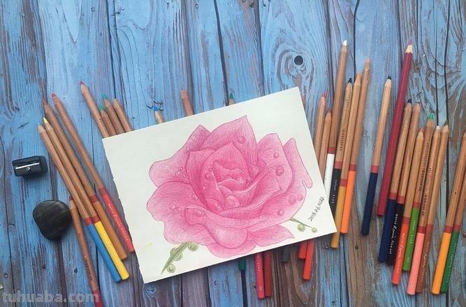 用色彩给玫瑰花绘画，让你的画作更加生动 