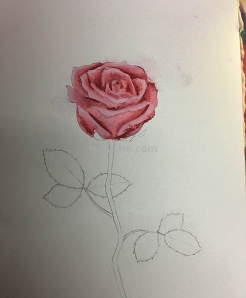 用色彩给玫瑰花绘画，让你的画作更加生动 