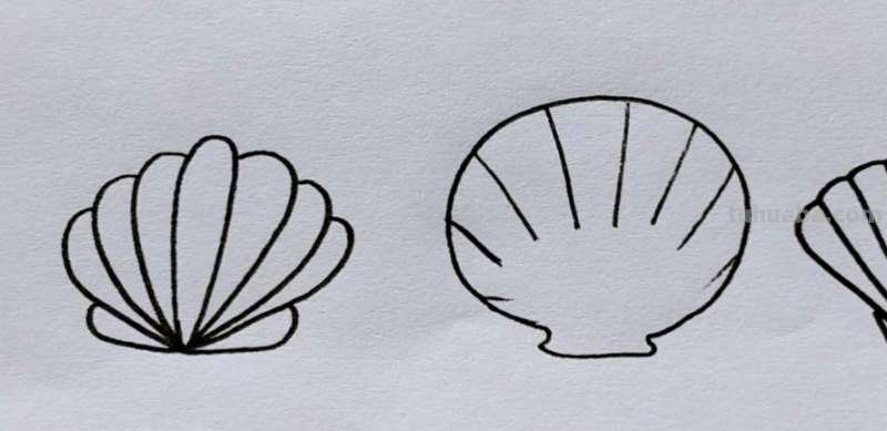 贝壳的简笔画怎么画 简笔画-怎么画贝壳？