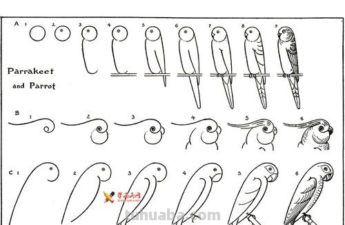 鹦鹉怎么画？简笔画详细教程和步骤分享，零基础也能画得有模有样