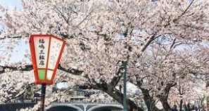 japan的意思 japan的意思