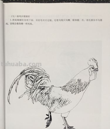 鸡速写临摹 关于古诗中的白描手法?