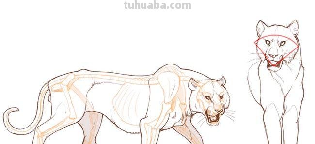 老虎狮子怎么画简笔画 一招学会画虎?